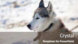  Presentation with husky - Cool new PPT layouts with arctic wolves - portrait of a siberian husky backdrop and a  colored foreground