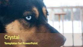  Presentation with wind energy close up portrait - Cool new PPT layouts with arctic wolves - shepherd dog heterochromia portrait winter backdrop and a  colored foreground