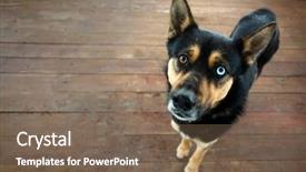  Presentation with dog - Slide deck enhanced with arctic wolves - shepherd dog heterochromia portrait background and a  colored foreground