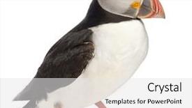  Presentation with atlantic - Colorful theme enhanced with arctica in front of white backdrop and a  colored foreground