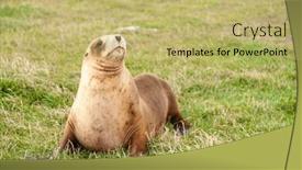  Presentation with new zealand - Slide deck enhanced with arctocephalus-forsteri-fur-seal background and a yellow colored foreground