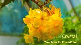  Presentation with purple teal yellow pink and orange - PPT theme having are collected in the inflorescence background and a tawny brown colored foreground