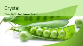  Presentation with peas - PPT theme consisting of fresh peas are contained within a pod isolated on a white background background and a mint green colored foreground