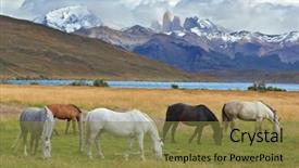  Presentation with wild horses - Audience pleasing PPT layouts consisting of are grazed herd of horses backdrop and a tawny brown colored foreground