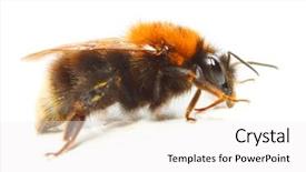  Presentation with bumblebee - Beautiful presentation theme featuring are increasingly cultured for agricultural backdrop and a white colored foreground