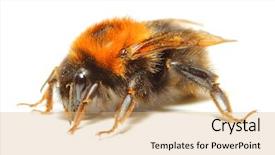  Presentation with bumblebee - Presentation theme having are increasingly cultured for agricultural background and a coral colored foreground