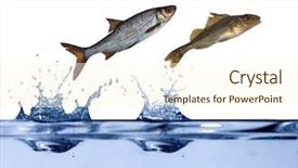  Presentation with fishes - Audience pleasing PPT theme consisting of are jumping above blue water backdrop and a cream colored foreground
