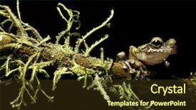  Presentation with amphibians - Slides enhanced with are nocturnal endangered animals need background and a tawny brown colored foreground
