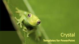 Presentation with amphibians - PPT layouts consisting of are nocturnal endangered animals need background and a tawny brown colored foreground