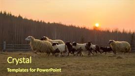  Presentation with sacrifice - Beautiful presentation featuring are prepare for islamic sacrifice backdrop and a tawny brown colored foreground