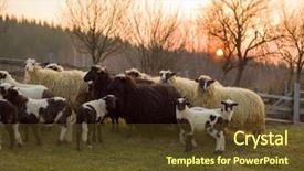  Presentation with sacrifice - Presentation theme with are prepare for islamic sacrifice background and a tawny brown colored foreground