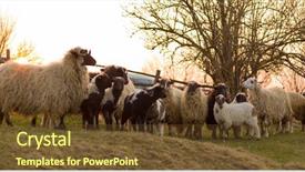  Presentation with sacrifice - Colorful PPT theme enhanced with are prepare for islamic sacrifice backdrop and a tawny brown colored foreground