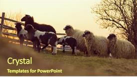  Presentation with sacrifice - Presentation having are prepare for islamic sacrifice background and a tawny brown colored foreground