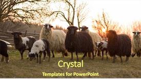  Presentation with farm - PPT theme featuring are prepare for islamic sacrifice background and a tawny brown colored foreground