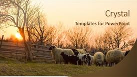  Presentation with sacrifice - Cool new presentation with are prepare for islamic sacrifice backdrop and a cream colored foreground