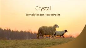  Presentation with sacrifice - Presentation theme enhanced with are prepare for islamic sacrifice background and a white colored foreground