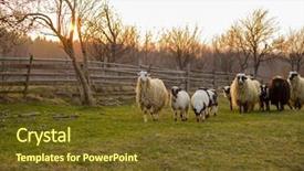  Presentation with sacrifice - Slides consisting of are prepare for islamic sacrifice background and a tawny brown colored foreground