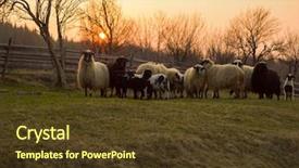  Presentation with sacrifice - Beautiful presentation theme featuring are prepare for islamic sacrifice backdrop and a tawny brown colored foreground