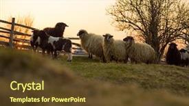  Presentation with animal - PPT theme with are prepare for islamic sacrifice background and a tawny brown colored foreground