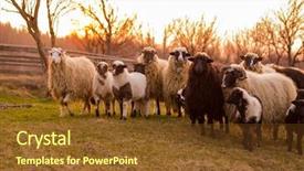  Presentation with sacrifice - Colorful slides enhanced with are prepare for islamic sacrifice backdrop and a tawny brown colored foreground
