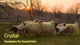  Presentation with sacrifice - Presentation theme having are prepare for islamic sacrifice background and a tawny brown colored foreground