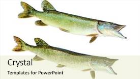  Presentation with freshwater fish - Colorful PPT theme enhanced with are source of tasty meat backdrop and a soft green colored foreground