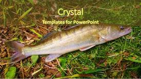  Presentation with beef meat soup - Slides with are source of tasty meat background and a tawny brown colored foreground