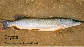  Presentation with beef meat soup stew - PPT theme having are source of tasty meat background and a gold colored foreground