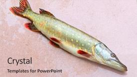  Presentation with fishing - Beautiful presentation design featuring are source of tasty meat backdrop and a soft green colored foreground