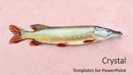  Presentation with fishing - Audience pleasing presentation theme consisting of are source of tasty meat backdrop and a lemonade colored foreground