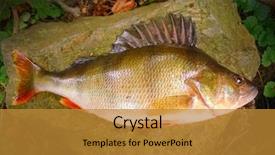  Presentation with fishing - PPT layouts consisting of are source of tasty meat background and a gold colored foreground