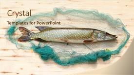  Presentation with beef meat soup - Beautiful presentation theme featuring are source of tasty meat backdrop and a cream colored foreground