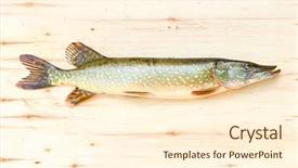  Presentation with fishing - Colorful presentation theme enhanced with are source of tasty meat backdrop and a cream colored foreground