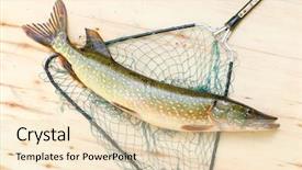  Presentation with fishing - Presentation theme having are source of tasty meat background and a lemonade colored foreground