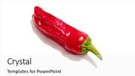  Presentation with riot - Presentation theme with freshwater american turtle in europe plague in italy background and a coral colored foreground