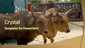  Presentation with sugar cane - PPT theme consisting of are working at sugar cane background and a tawny brown colored foreground