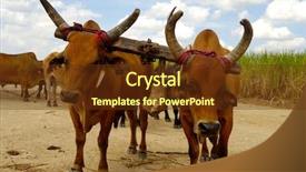  Presentation with sugar cane - PPT theme enhanced with raw ravioli on wooden cutting board isolated on white background background and a cream colored foreground