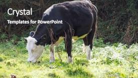  Presentation with texas cattle - Audience pleasing presentation consisting of area by the river cam backdrop and a  colored foreground