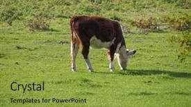  Presentation with texas cattle - Audience pleasing presentation theme consisting of area by the river cam backdrop and a  colored foreground