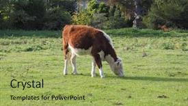  Presentation with cattle farm cattle animals - Cool new presentation theme with area by the river cam backdrop and a yellow colored foreground