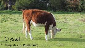  Presentation with texas cattle - Slide deck enhanced with area by the river cam background and a mint green colored foreground