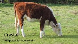  Presentation with cattle - Presentation design having area by the river cam background and a yellow colored foreground