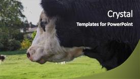  Presentation with cattle - Colorful presentation design enhanced with area by the river cam backdrop and a dark gray colored foreground