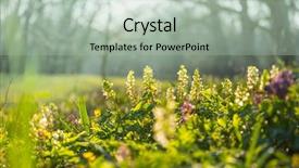  Presentation with jasmine spring flowers - PPT theme having area plant - beautiful garden spring flowers background and a light gray colored foreground