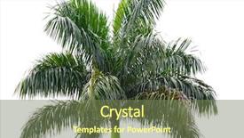  Presentation with tree - Presentation theme having areca-catechu-tree-isolated background and a tawny brown colored foreground