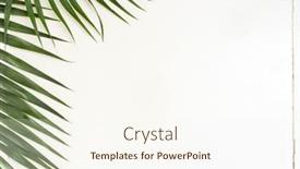  Presentation with palm leaves - Slide deck featuring areca-palm-leaves-on-white background and a cream colored foreground