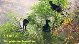  Presentation with morocco - Cool new presentation with argan tree morocco africa backdrop and a tawny brown colored foreground