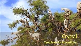  Presentation with north africa - Cool new PPT layouts with argan tree morocco north africa backdrop and a tawny brown colored foreground