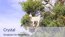  Presentation with north africa - PPT theme featuring argan tree morocco north africa background and a sky blue colored foreground