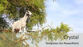  Presentation with north africa - Amazing theme having argan tree morocco north africa backdrop and a mint green colored foreground